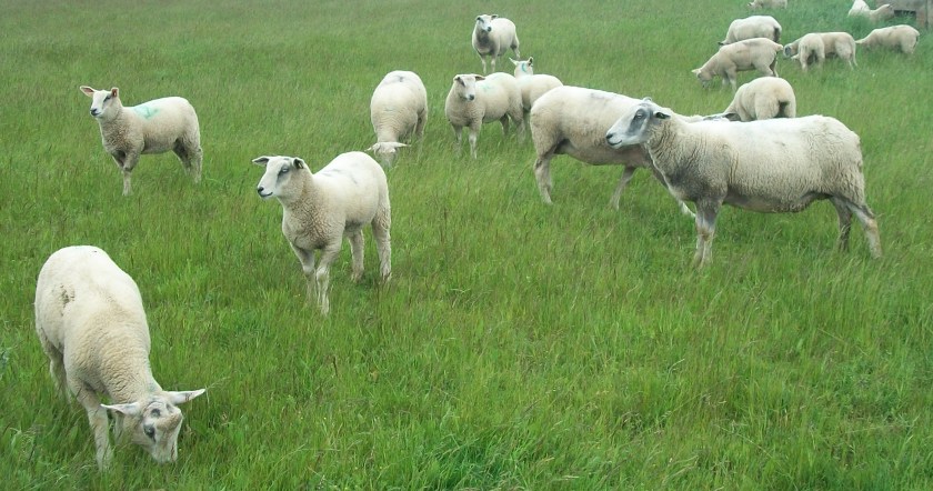 Moutons du Cap Gris Nez